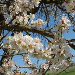 a flowering tree